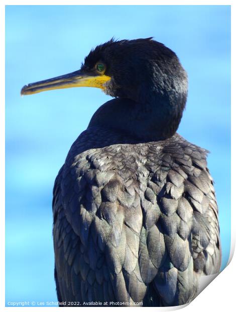 Majestic Cormorant Resting by the Seashore Print by Les Schofield