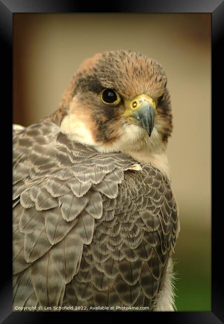 Majestic Hunter The Harris Hawk Framed Print by Les Schofield