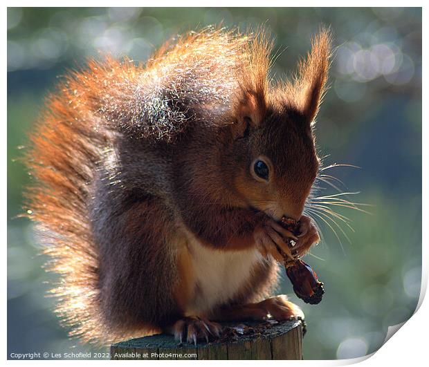Adorable Red Squirrel Eating in the Woods Print by Les Schofield