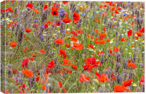 wildflower meadow Canvas Print by chris smith