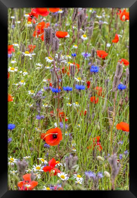 wildflower meadow Framed Print by chris smith