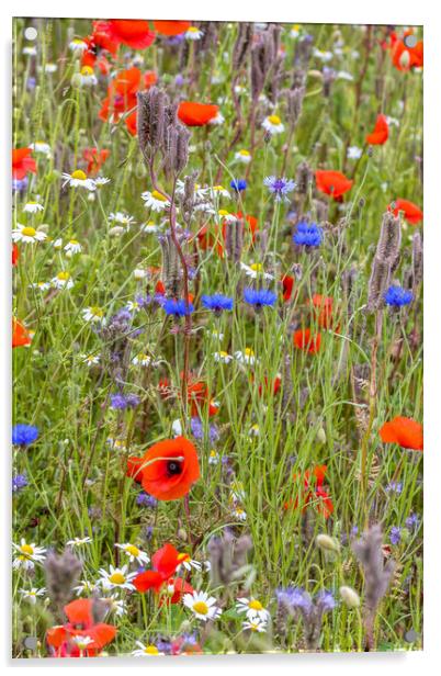 wildflower meadow Acrylic by chris smith