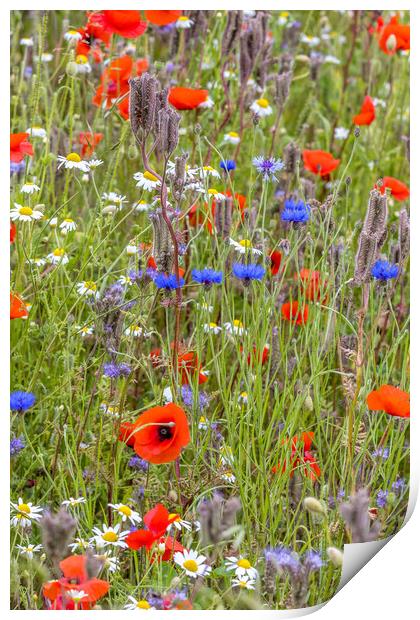 wildflower meadow Print by chris smith