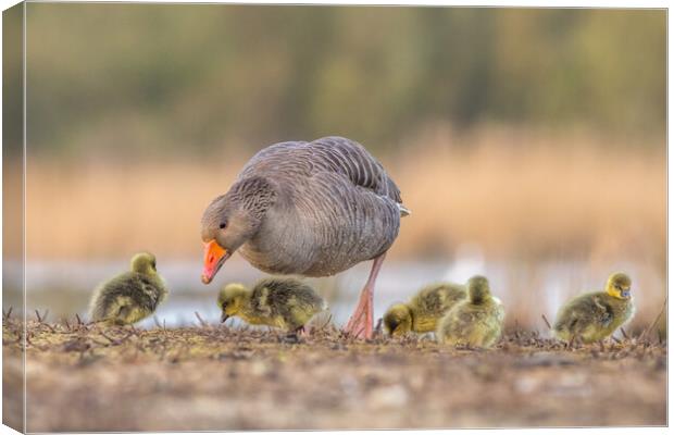 Greylag goose Family Canvas Print by chris smith