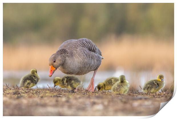 Greylag goose Family Print by chris smith