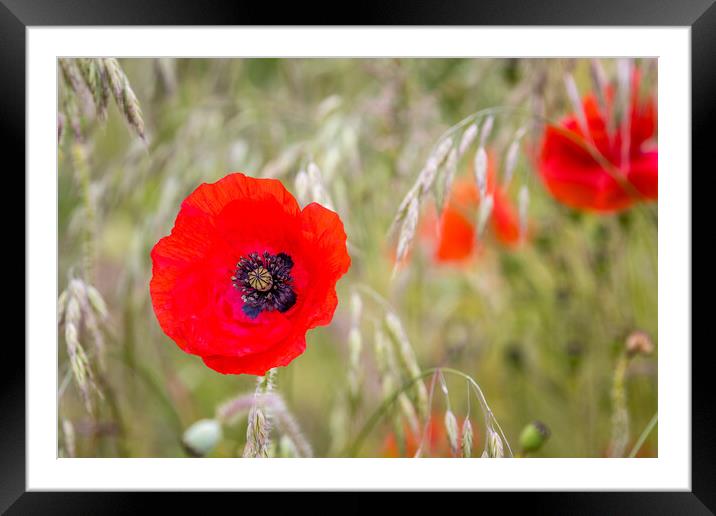 Red poppy Framed Mounted Print by chris smith