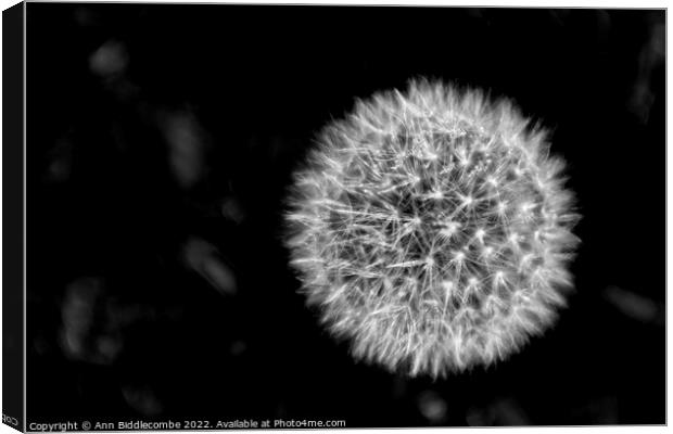 Dandelion head in black and white Canvas Print by Ann Biddlecombe