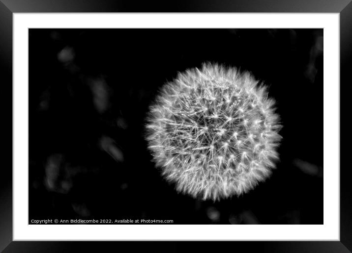Dandelion head in black and white Framed Mounted Print by Ann Biddlecombe