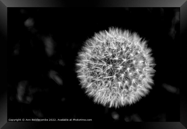 Dandelion head in black and white Framed Print by Ann Biddlecombe