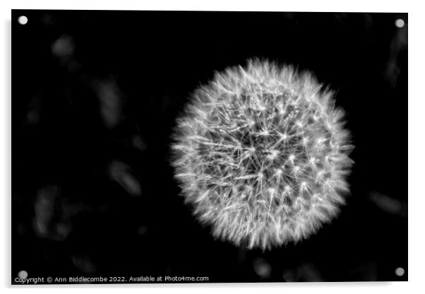 Dandelion head in black and white Acrylic by Ann Biddlecombe