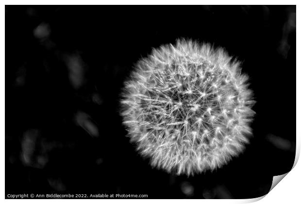 Dandelion head in black and white Print by Ann Biddlecombe