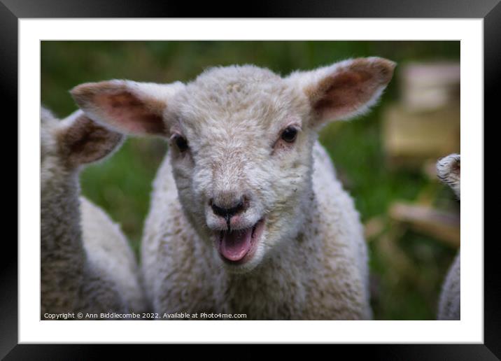 Lamb calling Framed Mounted Print by Ann Biddlecombe