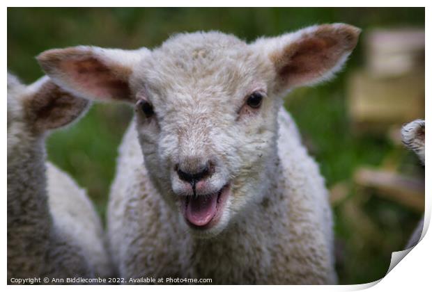 Lamb calling Print by Ann Biddlecombe
