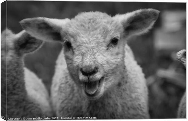 Lamb calling in black and white Canvas Print by Ann Biddlecombe