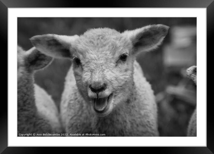 Lamb calling in black and white Framed Mounted Print by Ann Biddlecombe