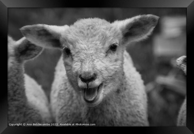 Lamb calling in black and white Framed Print by Ann Biddlecombe