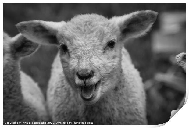 Lamb calling in black and white Print by Ann Biddlecombe