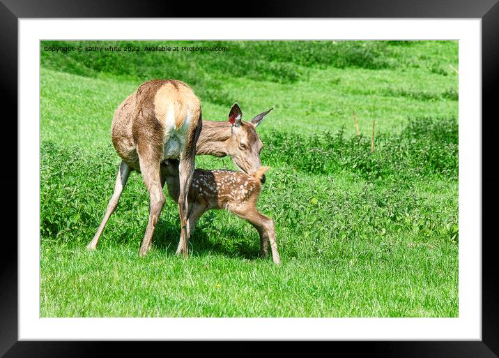 The roe deer Framed Mounted Print by kathy white