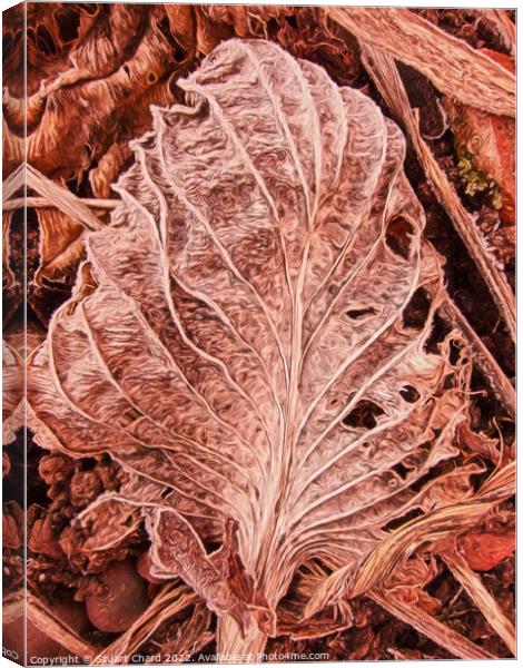 Leaf Skeleton Canvas Print by Stuart Chard
