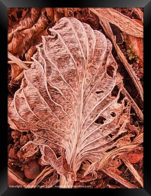 Leaf Skeleton Framed Print by Travel and Pixels 