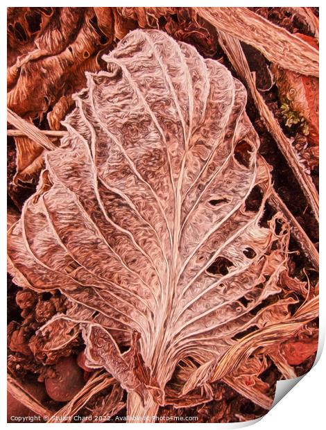 Leaf Skeleton Print by Stuart Chard