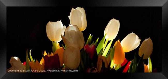 Tulip Flowers Framed Print by Stuart Chard