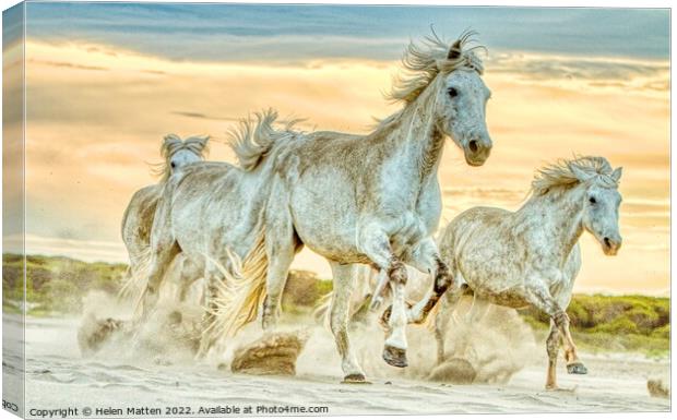 A group of wild Camargue Horses in the Sand Canvas Print by Helkoryo Photography