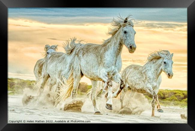 A group of wild Camargue Horses in the Sand Framed Print by Helkoryo Photography