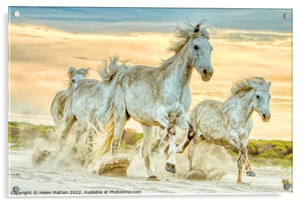 A group of wild Camargue Horses in the Sand Acrylic by Helkoryo Photography