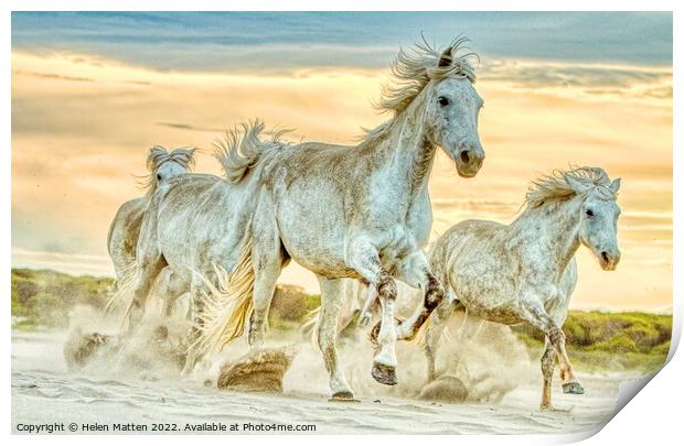 A group of wild Camargue Horses in the Sand Print by Helkoryo Photography