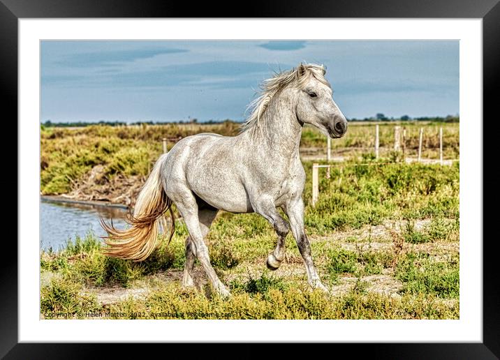 A Young Camargue Stallion 2 Framed Mounted Print by Helkoryo Photography