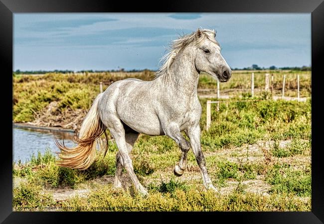 A Young Camargue Stallion 2 Framed Print by Helkoryo Photography