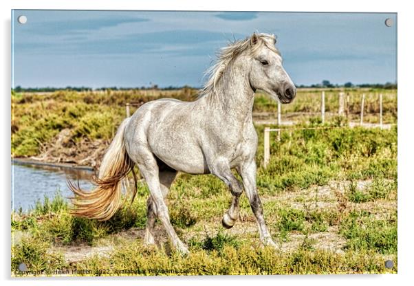 A Young Camargue Stallion 2 Acrylic by Helkoryo Photography