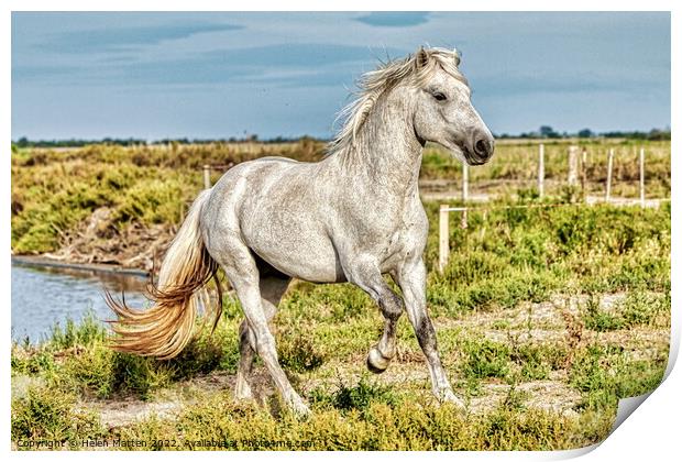 A Young Camargue Stallion 2 Print by Helkoryo Photography