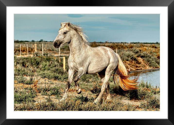 A Young Camargue Stallion in the Marshes 1 Framed Mounted Print by Helkoryo Photography