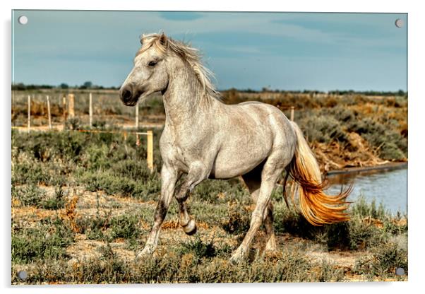 A Young Camargue Stallion in the Marshes 1 Acrylic by Helkoryo Photography