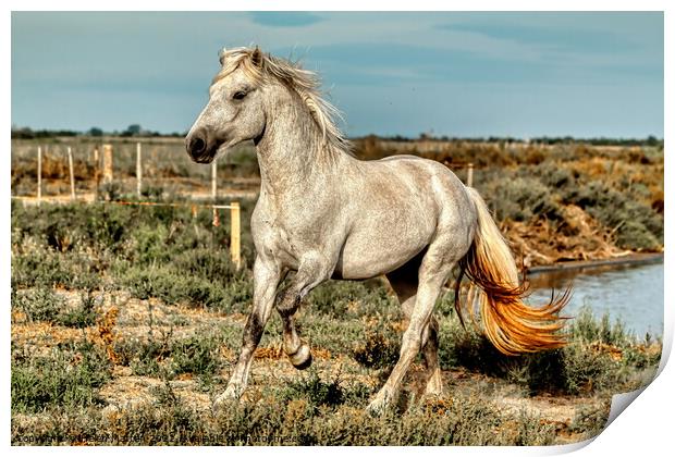 A Young Camargue Stallion in the Marshes 1 Print by Helkoryo Photography