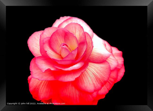 Pink Begonia flower. Framed Print by john hill