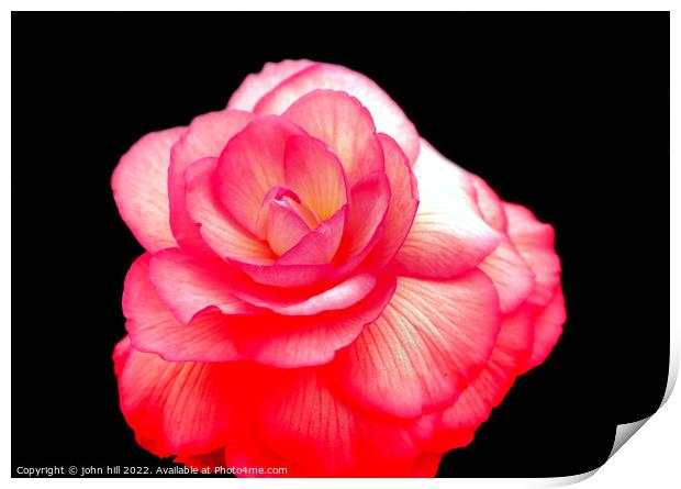 Pink Begonia flower. Print by john hill