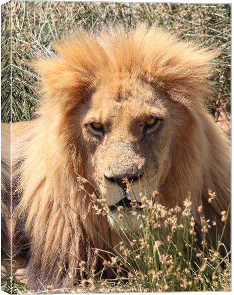 Close up of lion Canvas Print by Adrian Paulsen
