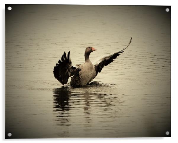 Goose Acrylic by Alan Gray