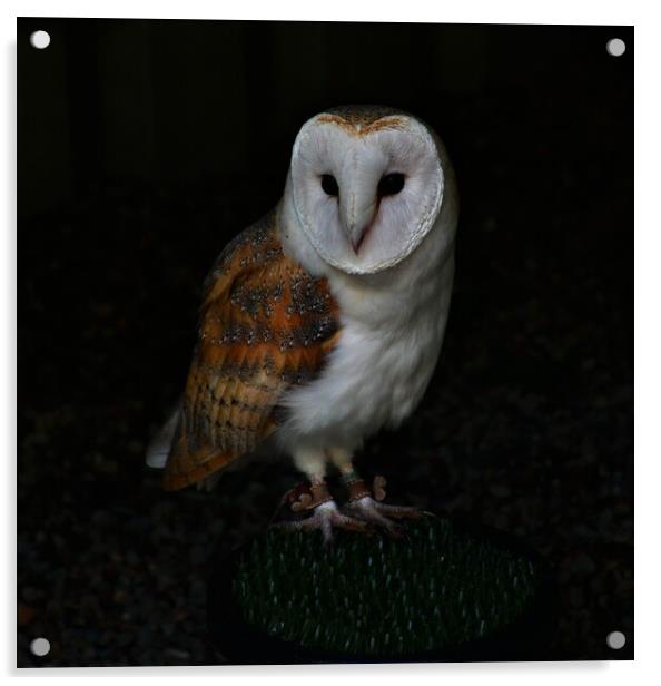 Barn owl Acrylic by Alan Gray