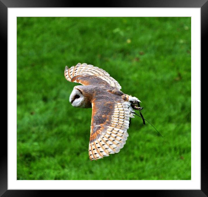 A Barn owl flying over top of a grass covered field Framed Mounted Print by Alan Gray