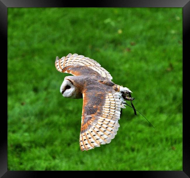 A Barn owl flying over top of a grass covered field Framed Print by Alan Gray