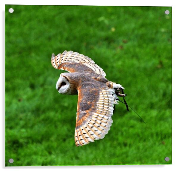 A Barn owl flying over top of a grass covered field Acrylic by Alan Gray