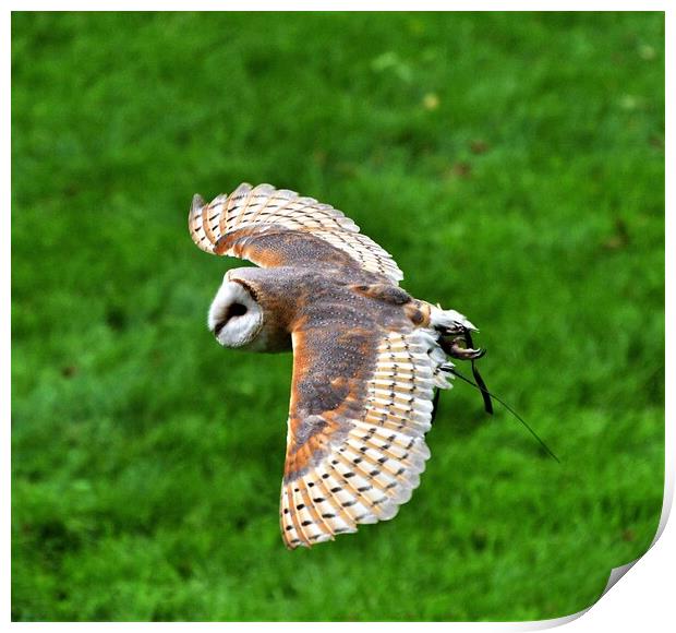 A Barn owl flying over top of a grass covered field Print by Alan Gray