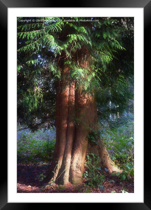 The Magic Of Nature Framed Mounted Print by Christine Lake