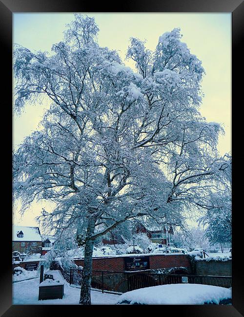 snow tree Framed Print by Raymond Partlett