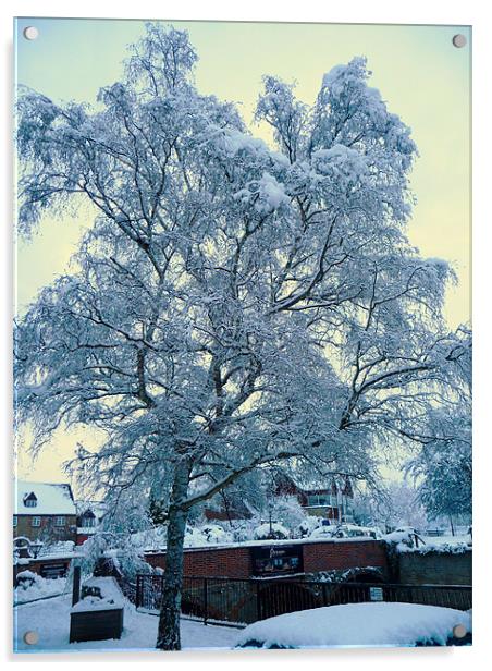 snow tree Acrylic by Raymond Partlett