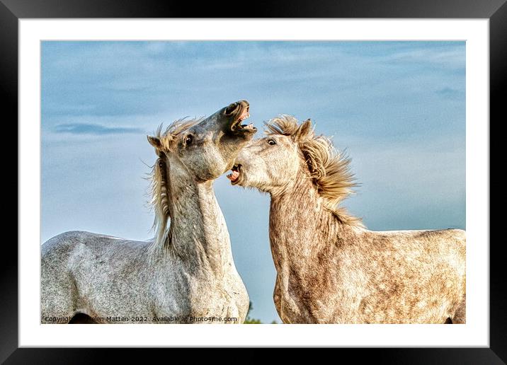 Stallions fighting in the Camargue colour Framed Mounted Print by Helkoryo Photography